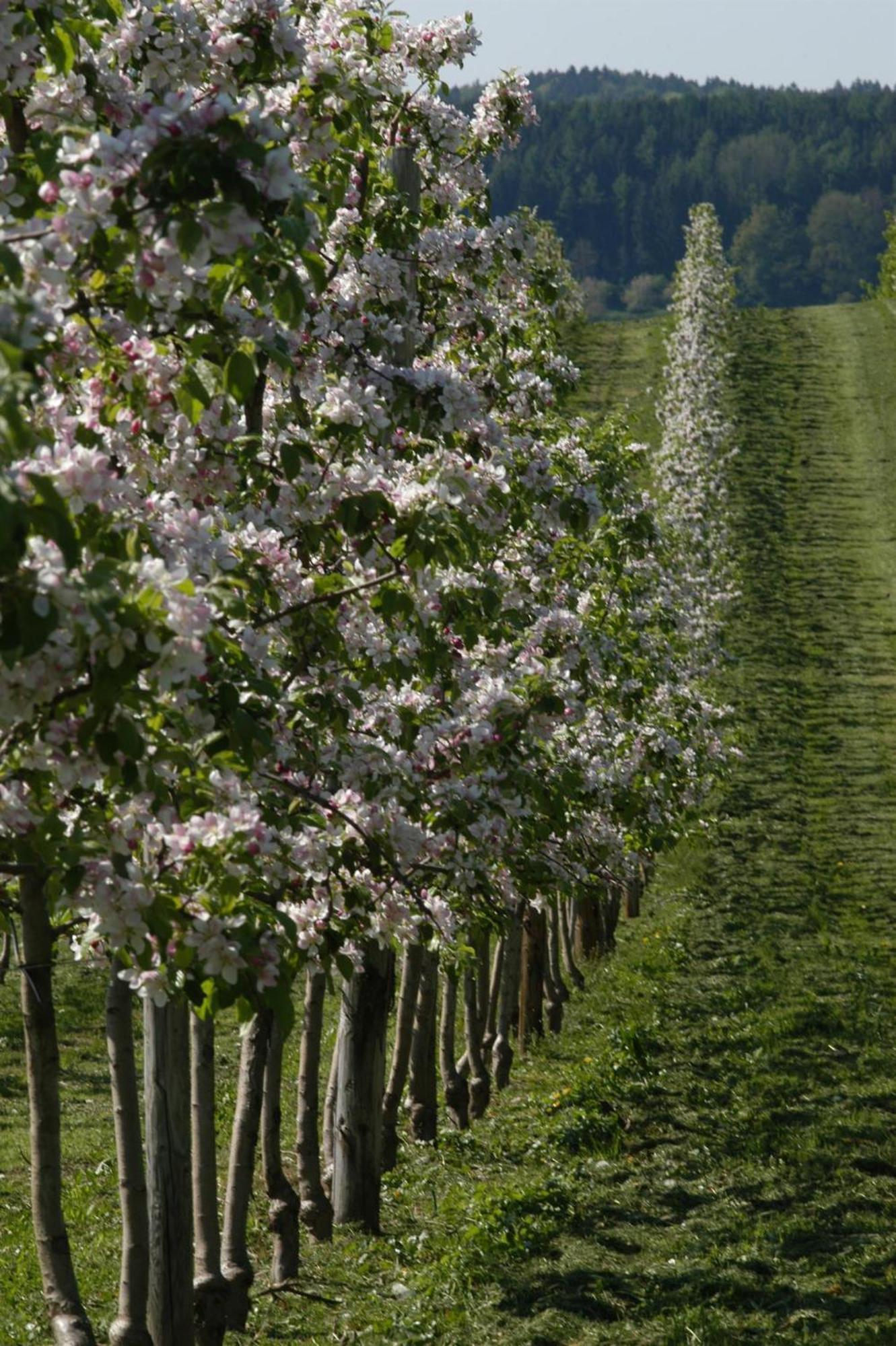 Ferienhof Hopfgaertle Mueller Bodnegg ภายนอก รูปภาพ