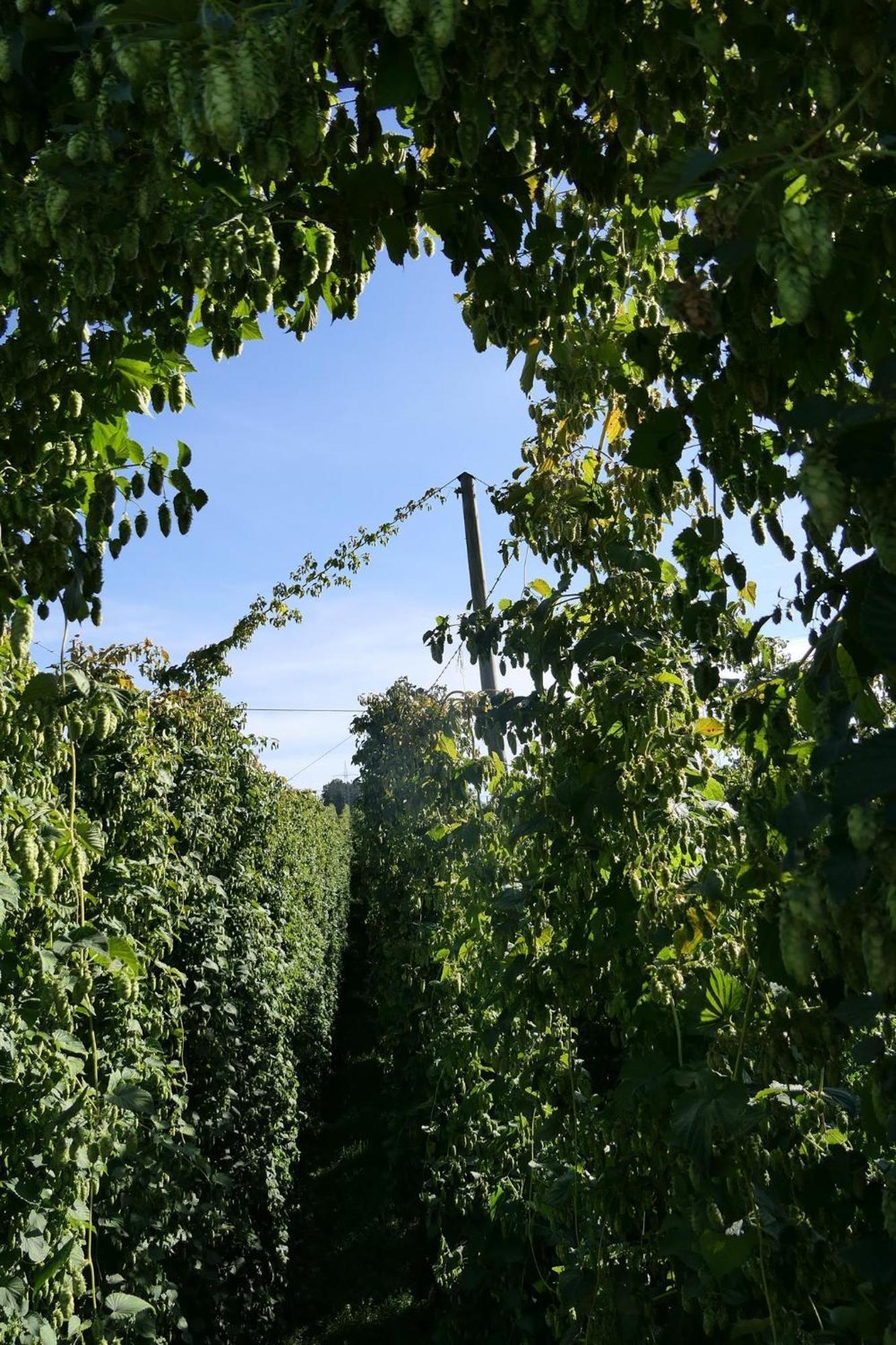 Ferienhof Hopfgaertle Mueller Bodnegg ภายนอก รูปภาพ