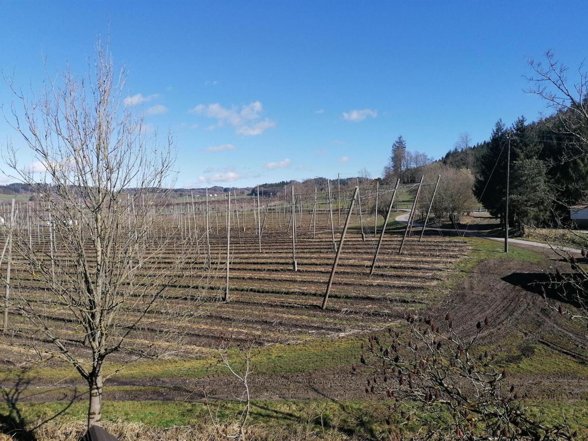 Ferienhof Hopfgaertle Mueller Bodnegg ภายนอก รูปภาพ