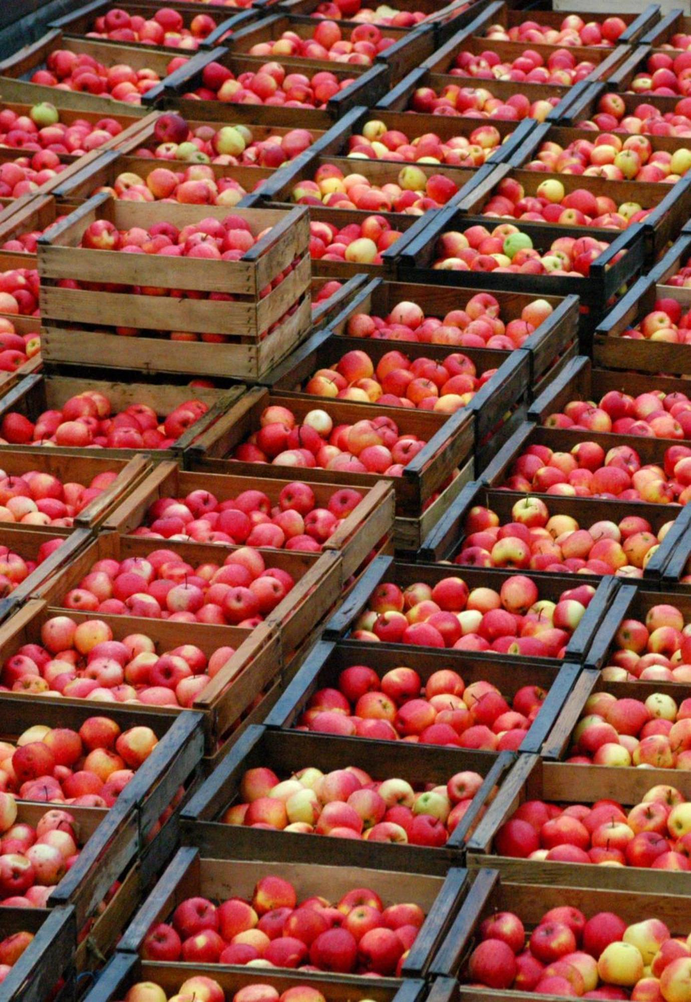 Ferienhof Hopfgaertle Mueller Bodnegg ภายนอก รูปภาพ